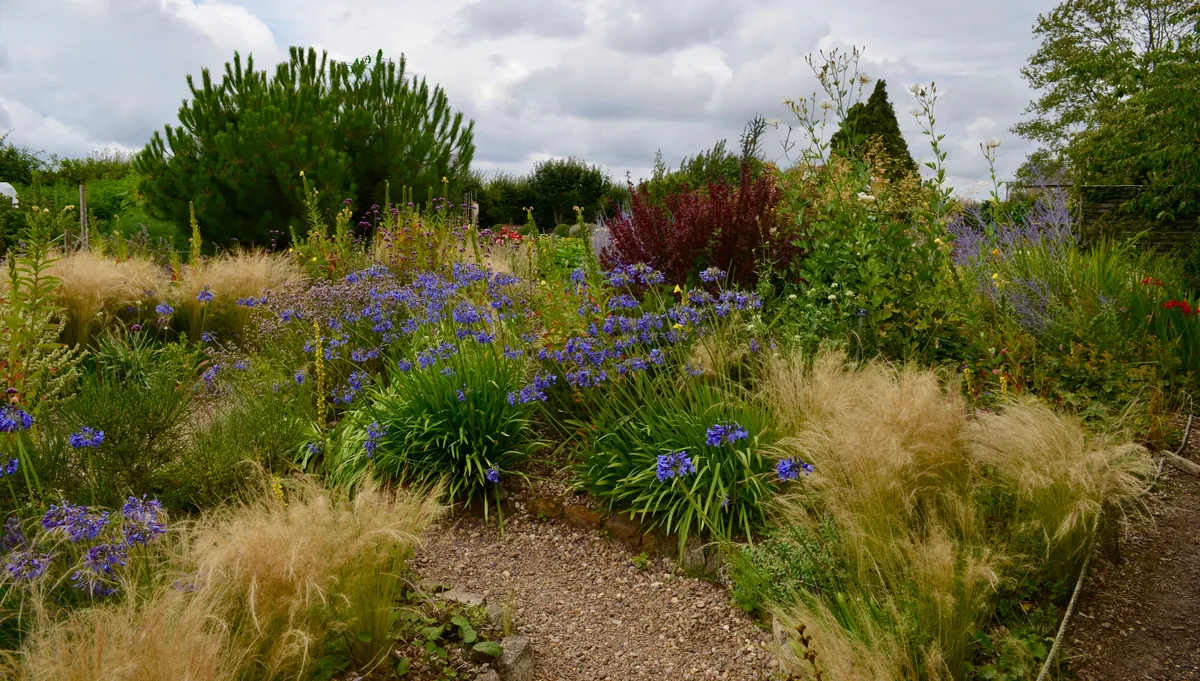 The same yard replanted with native grasses, perennials and gravel mulch