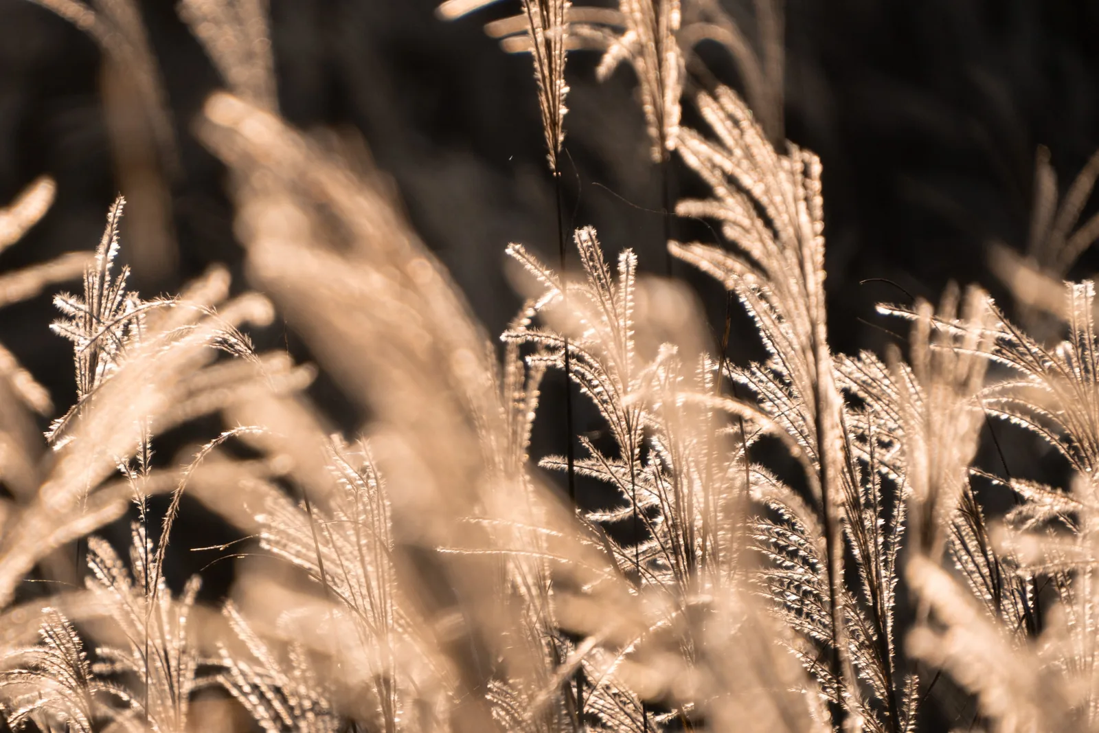Seed heads of native grasses in soft afternoon light