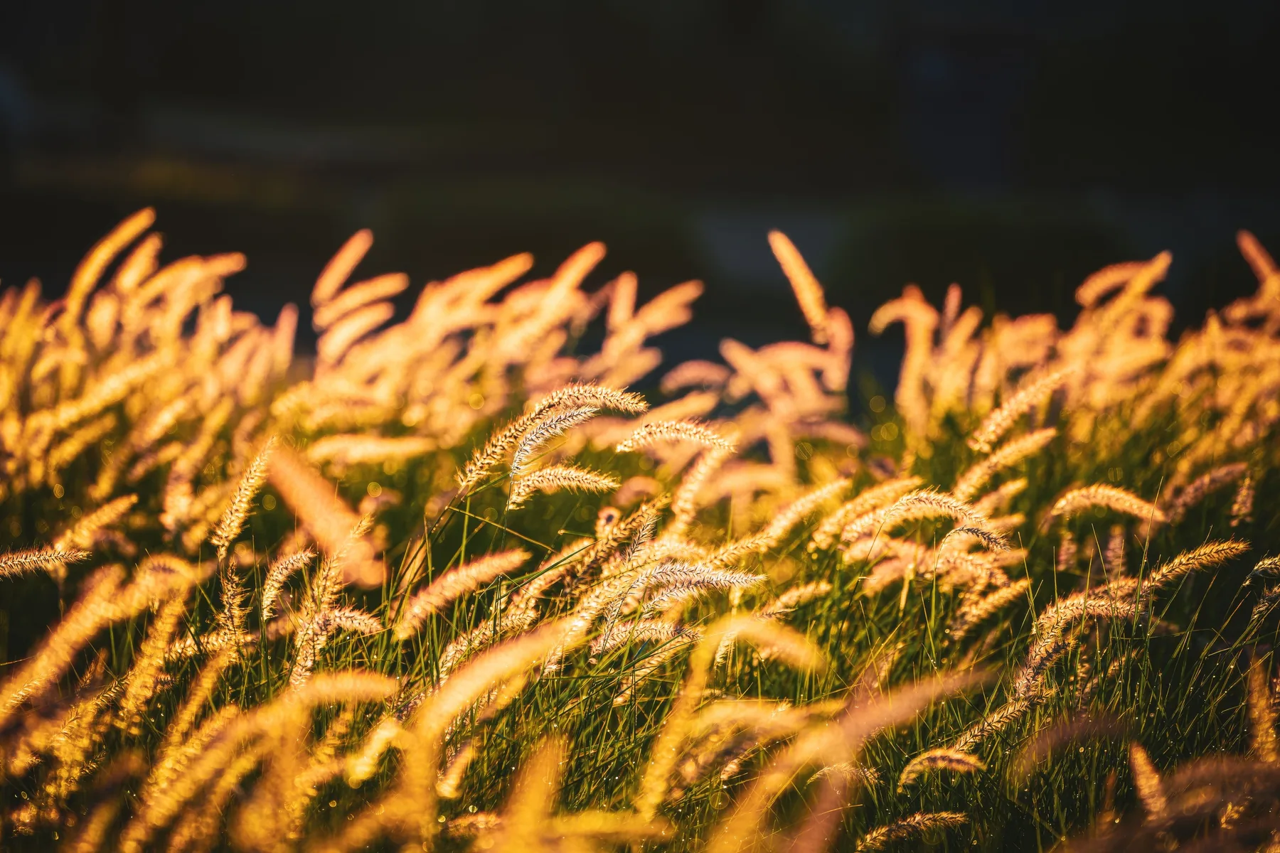 Native prairie grasses backlit by low evening sun