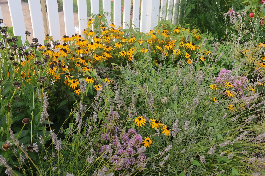 A deep border of coneflowers, lavender and ornamental grasses