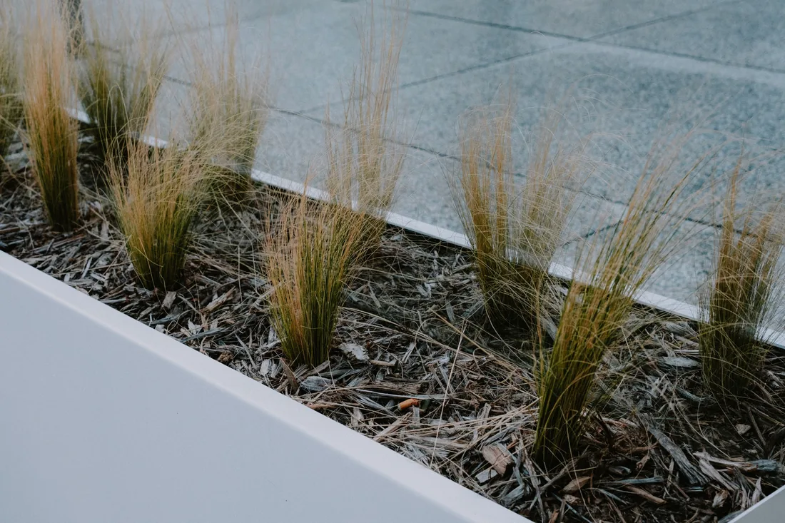 Ornamental grasses in gravel mulch beside a paved path